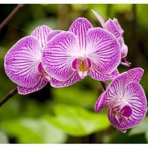 Meet your Posher, Martha